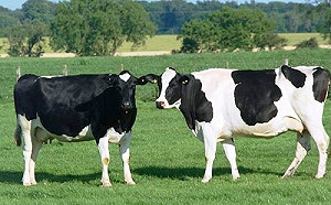 紐西蘭圖根除牛黴漿菌 當局擬撲殺15萬頭