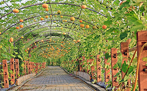 等不及南瓜節！250公尺南瓜隧道、2.6公里環湖步道超夢幻