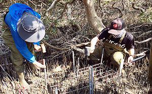 西海岸有珍貴「藍碳」！台灣紅樹林儲碳能力高於全球平均