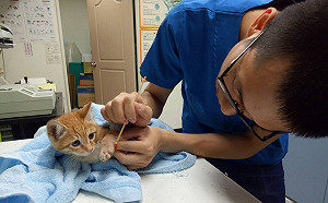 貓咪愛躲引擎取暖  發動車子前應先輕拍車身