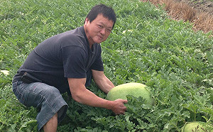 拼家計！ 雲林西瓜癌爸忍痛咬牙採收  網友力挺