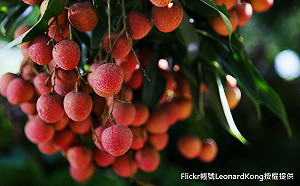 吃荔枝致酒測超標怎麼辦?  中市警局長有撇步