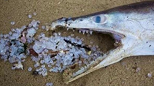 防治海洋塑膠污染有何作為？ 監委申請自動調查