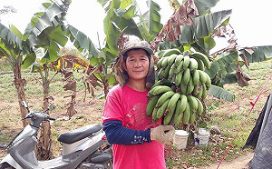 邱智淵觀點》蔡英文請注意  果賤傷農是民進黨的國政危機