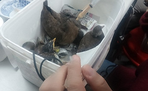 撿到雛鳥怎麼做？　「野動媽媽」好用心讓雛鳥順利長大