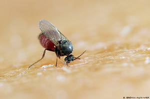 夏日小黑蚊大爆發！防蚊撇步看這裡