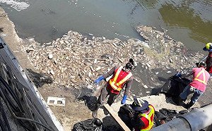 台中梧棲大排昨傳零星死魚上浮  環保局：溶氧量不足所致