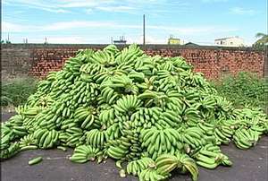 網傳蕉賤棄置照片 農糧署 : 10多年前的啦!