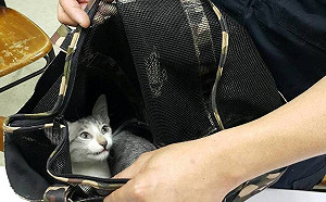 意外插曲：特警查獲毒犯  還兼護貓使者