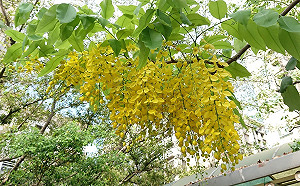 黃金雨大爆發！新北街頭這7處阿勃勒魅力大開花