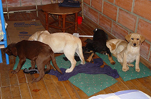 對抗狂犬病！ 亞洲「診斷比對中心」在台成立