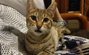 虎斑幼貓「米糕」領養情！萌翻姿勢撩倒動保處獸醫