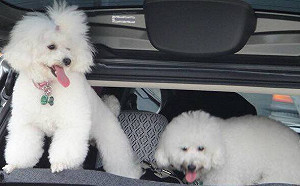 9/29免費寵物疫苗在屏東  讓毛孩遠離狂犬病！