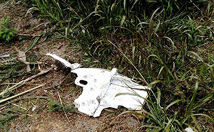 空軍F-16機撞五分山案 監院糾正空軍司令部、民航局