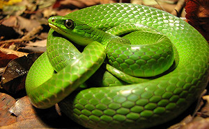 夏季出遊遇蛇免驚！林務局：安靜離開即可