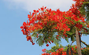 畢業季節來臨！阿勃勒、鳳凰木齊開在街頭慶賀