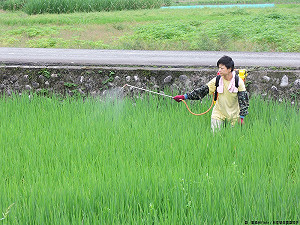 傳農藥殘留容許量竟提高千倍 食藥署：假的！勿再轉傳