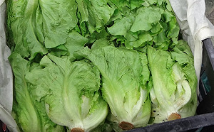 生鮮蔬果7.8%不合格！大陸妹、青江菜農藥殘留超標