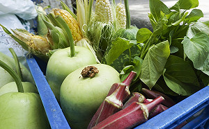 網銀基金會熱血志工  鮮採蔬果直送社福機構