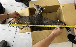 新北市2.6萬戶深夜停電 黑冠麻鷺惹的禍