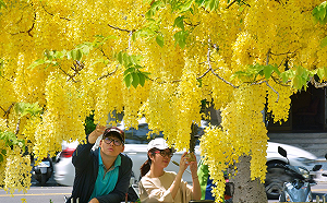 6月必拍黃金雨！高雄阿勃勒花海盛開ing（影）
