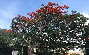 77歲老樹依然很美！東和公園鳳凰木盛開奪目