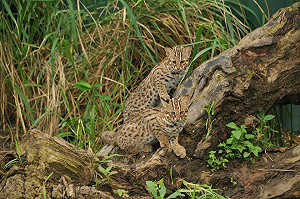 中市全國首創石虎保育自治條例 市議會明審查