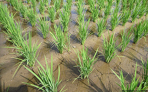 豪雨不影響蔬菜供應　農糧署籲民眾放心