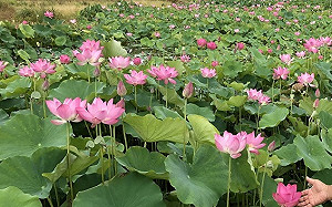 新北荷花大爆發！這5處讓你漫步滿滿荷花園