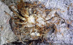 高美濕地竟出現黃瘋蟻！農業局：有毒！勿碰餌劑容器