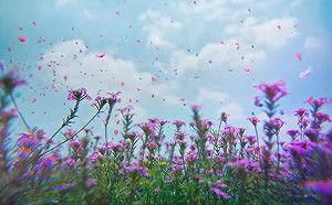 台中花博班機明首航！影片走遍熱門打卡點引日客關注 (影)