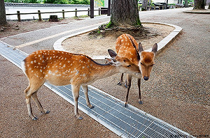 吃鹿胎盤可以抗癌？食藥署：假的！沒有科學根據