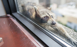 超級英雄新成員？  美國浣熊攀25層高樓攻頂