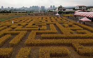 稻田裡有大迷宮！竹東香桔節嘗客家美食享當季