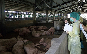 傳染力超強！中國3成非洲豬瘟經廚餘傳染