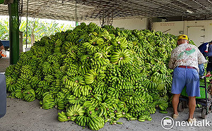 格外品香蕉去化　高市府將送畜牧場餵豬