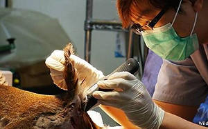 野生動物急救站  年收治逾500隻
