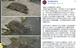 保育扎根有回報  穿山甲逃過五臟廟