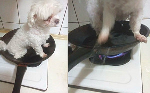 狗放平底鍋點火 惡作劇煮狗男交保後鞠躬道歉