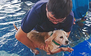 注意！寄養、販售犬貓需先申請許可證