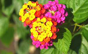 迷你繡球花「馬纓丹」盛開！敏感體質遠看咖好