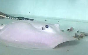 稀有小白魟現身蘆洲 魟魚達人：全台只有15隻