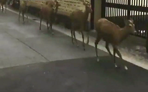 大阪6.1級地震早有預兆？小震不斷  火山爆發  鹿群出走…