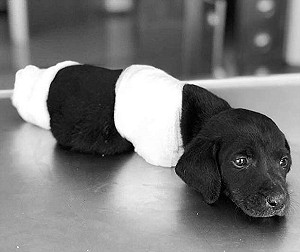 土耳其小狗被斬四肢亡  掀總統大選動保熱議