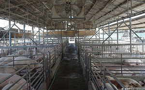 半數日本腦炎確診在高雄！幼兒是高風險群