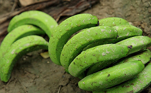 南部豪雨香蕉又重創！屏東農損占全台七成蕉農損失嚴重