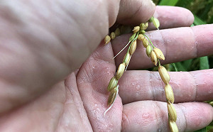 豪雨釀南部稻作農損  農糧署即刻啟動收購機制