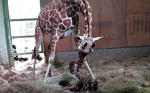 大家一同集氣！長頸鹿「小麥」新生寶寶未脫離險境