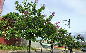 整年賞花不間斷！台中市41處絕美地點大公開