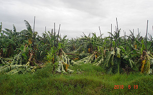 農損記得拍照！農業處：發現農損盡速通報